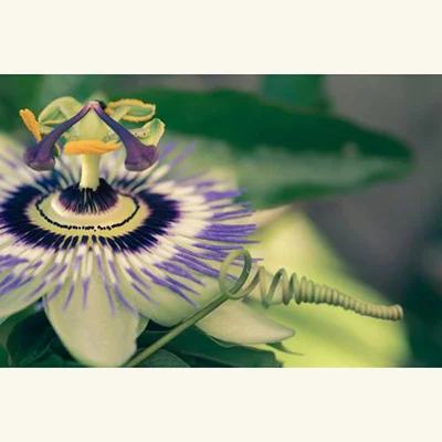 Close up Exotic Flower