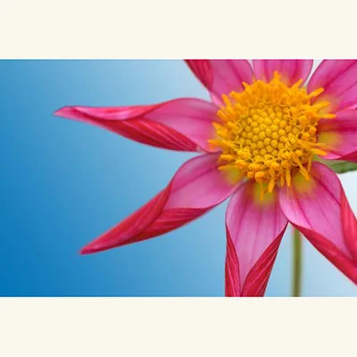 Pink Starburst