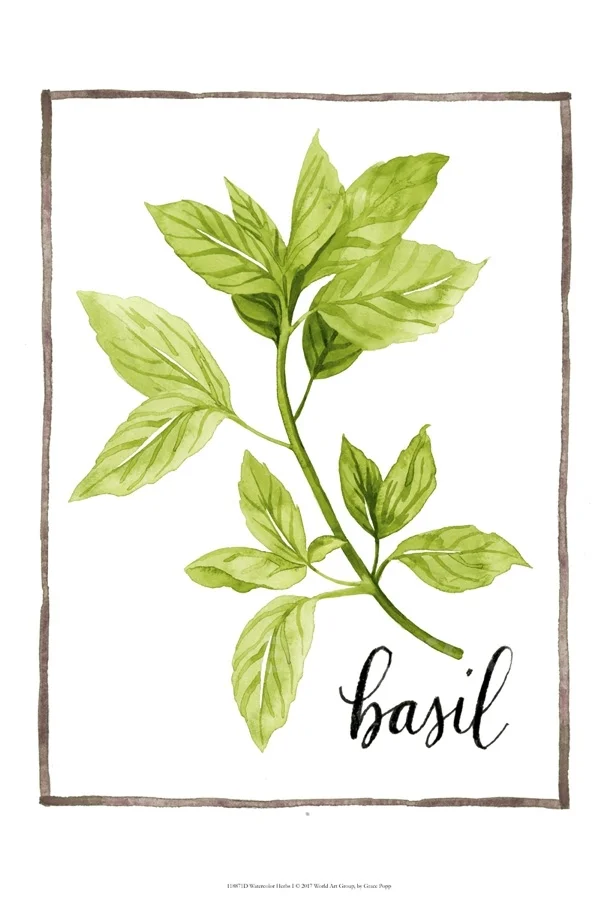 Watercolor Herbs I