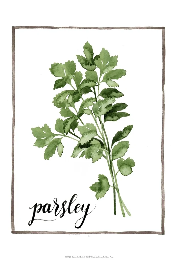 Watercolor Herbs II