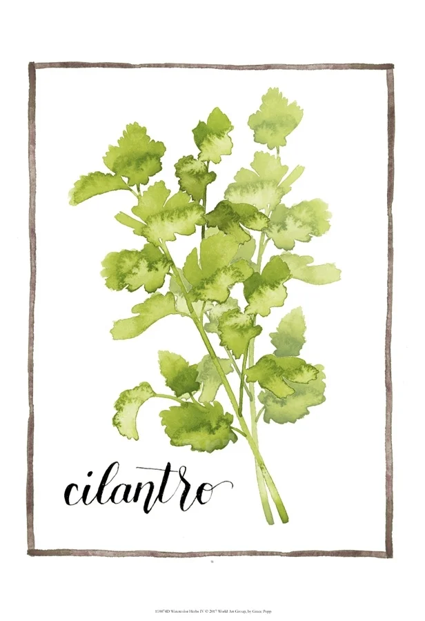 Watercolor Herbs IV