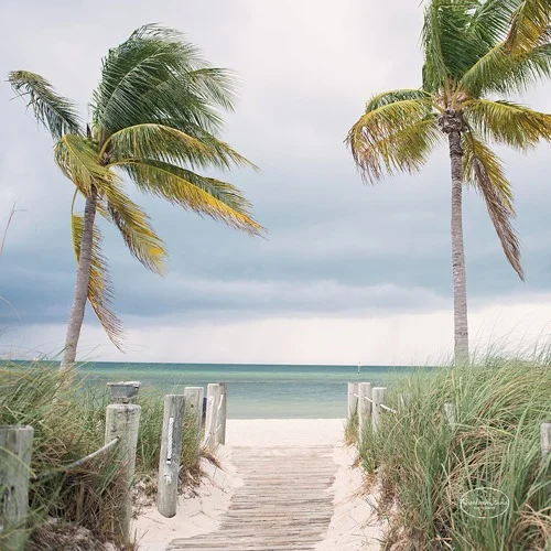 Tropical Palms