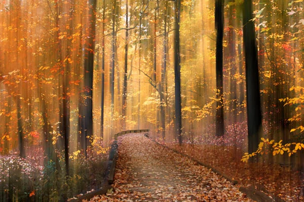 Flickering Forest