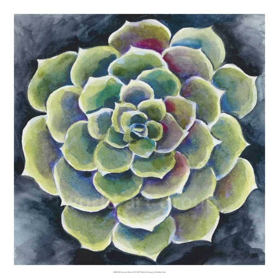 Succelent Rosette II