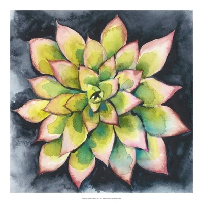 Succulent Rosette IV