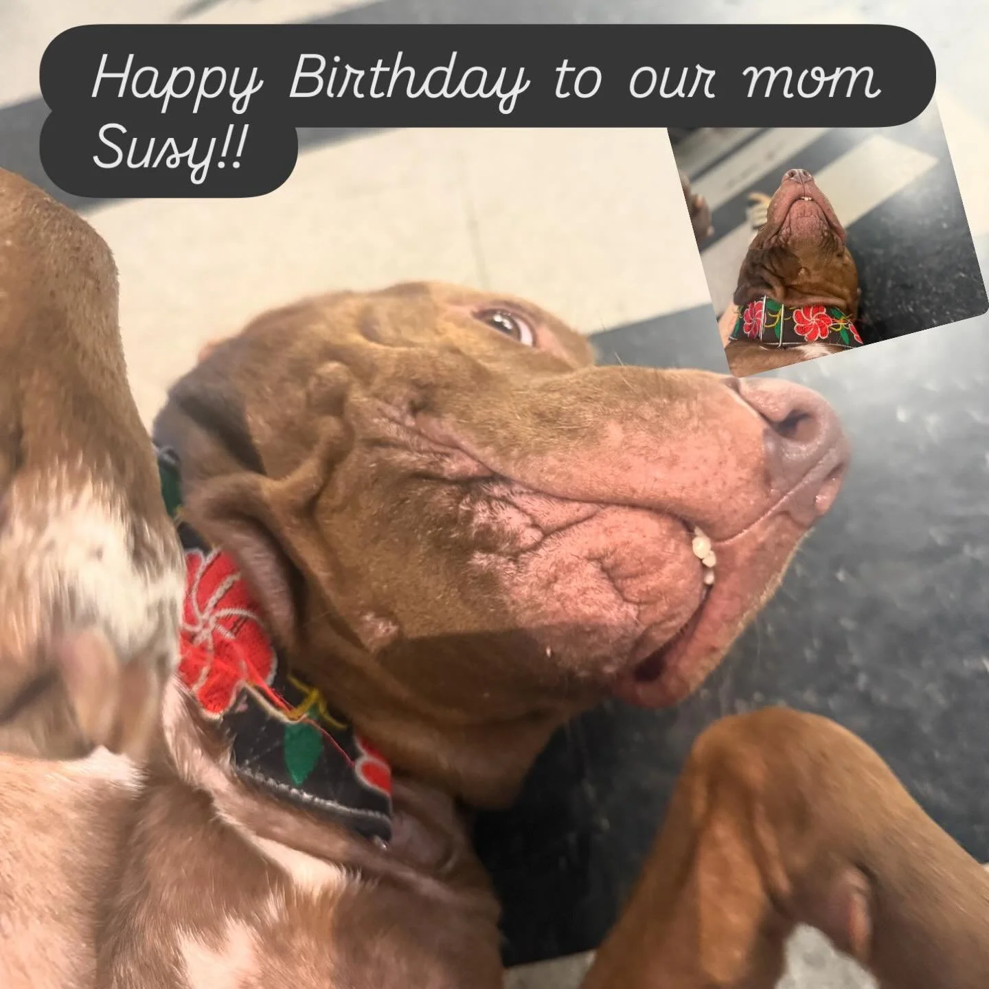 Friday afternoon Luuuuuuuuuuu Luey Lewis Lu-dog Louis. Happy birthday to our mom and patron saint Susy Wrenn!!!