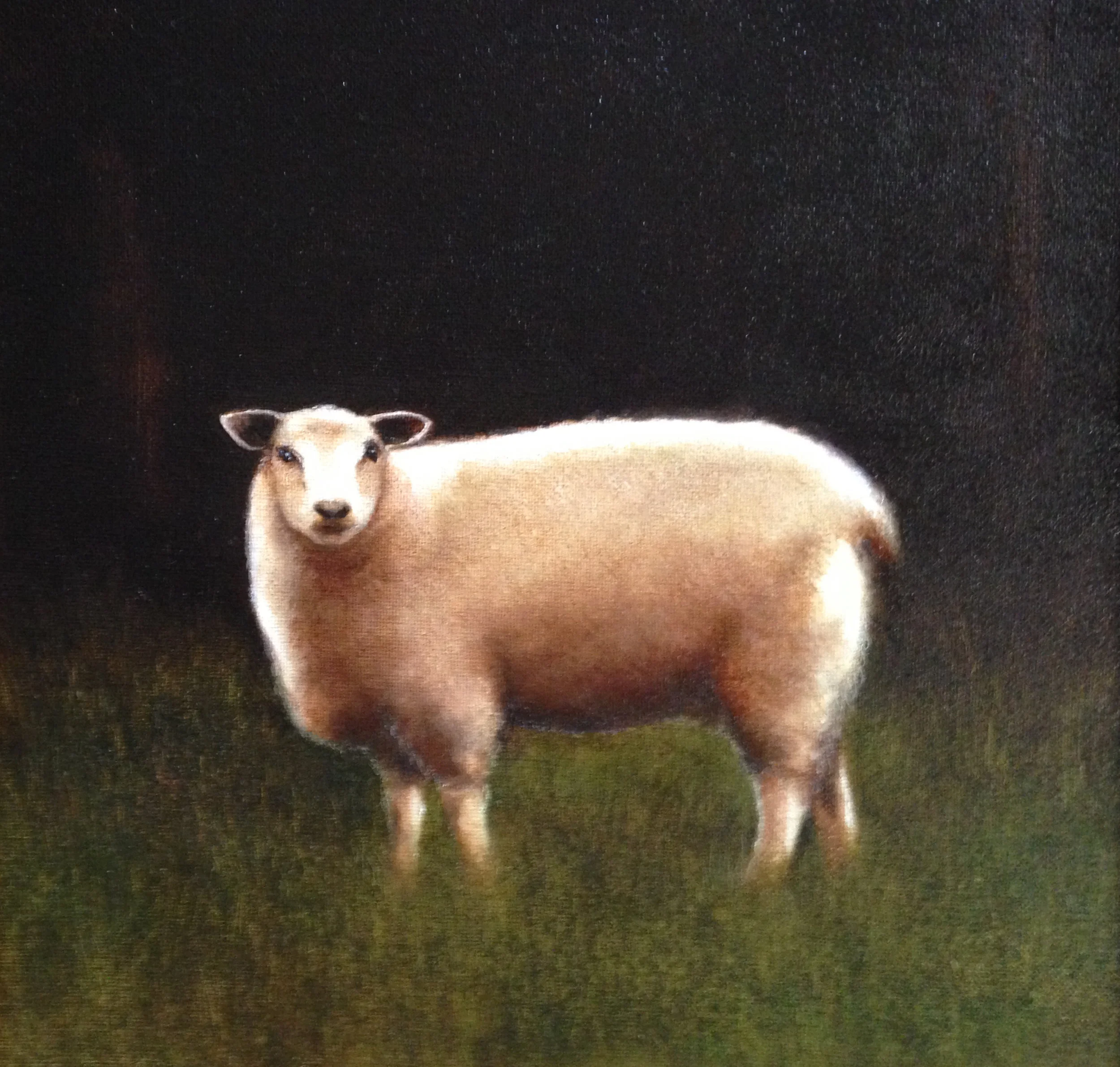 Sheep1.jpg