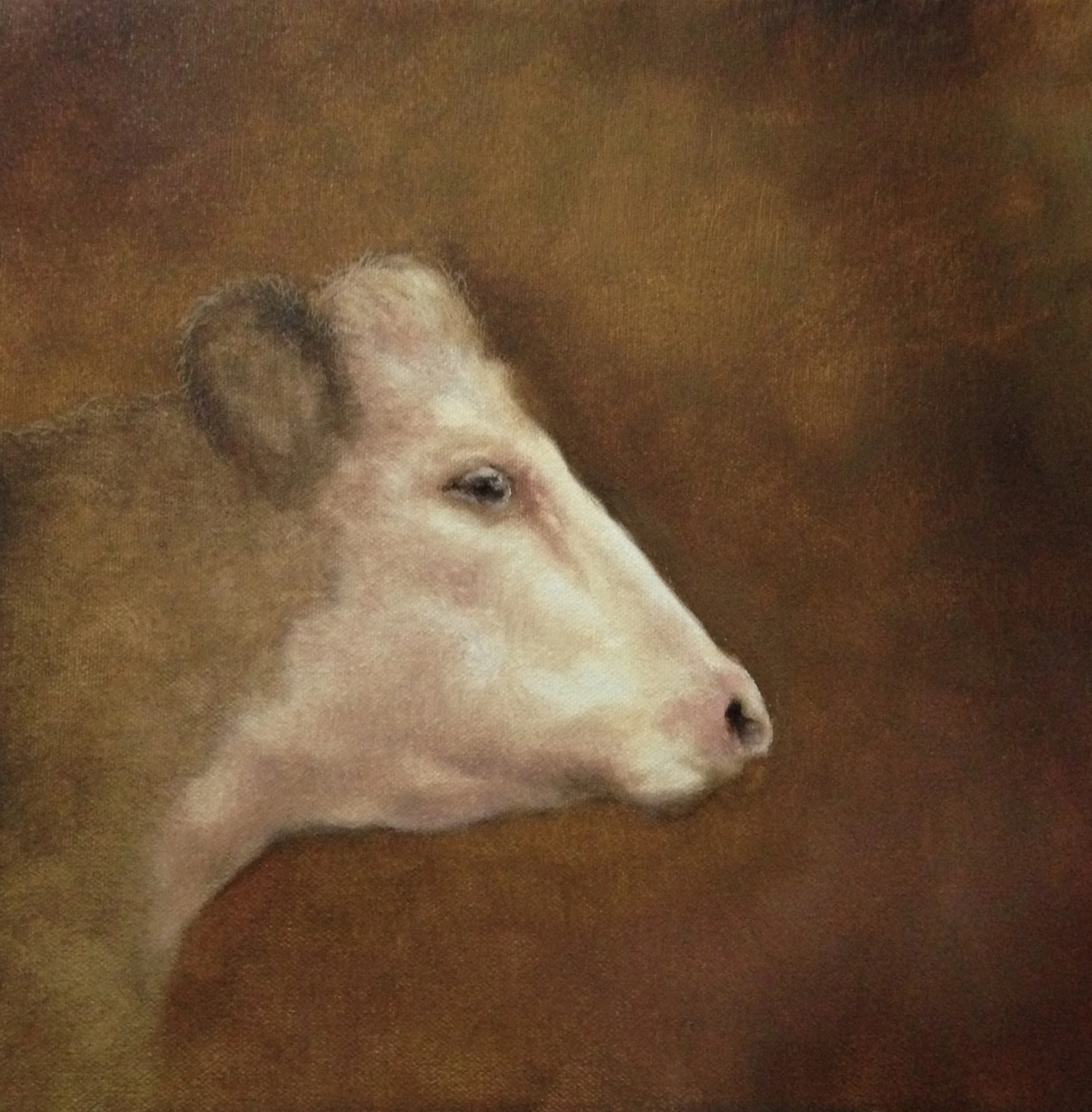 cow1.jpg