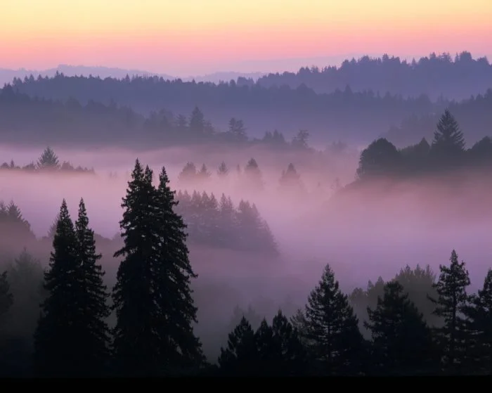 Pink Boost hails from the magestic Santa Cruz Mountains. 