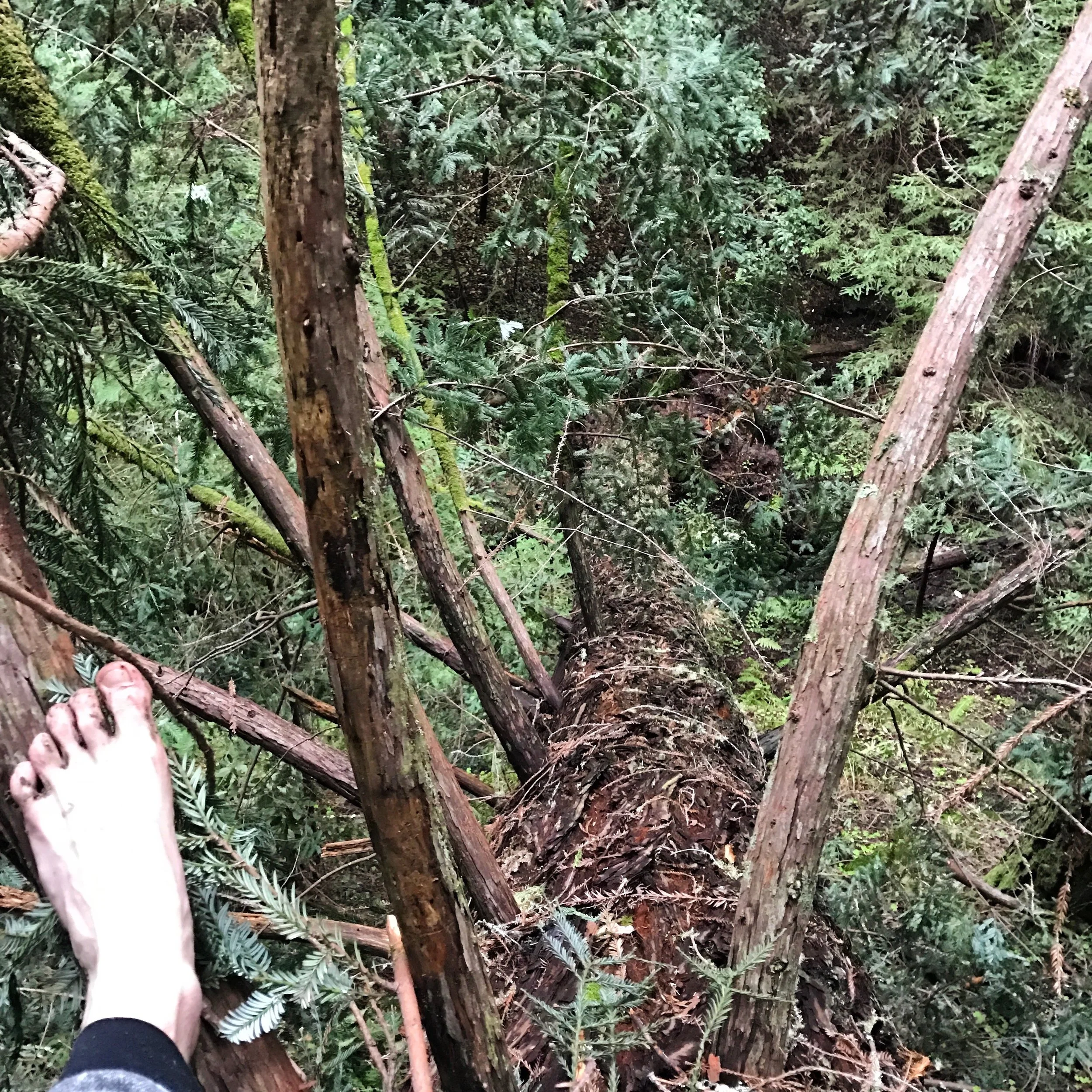 Yes, Aaron literally hikes barefoot!