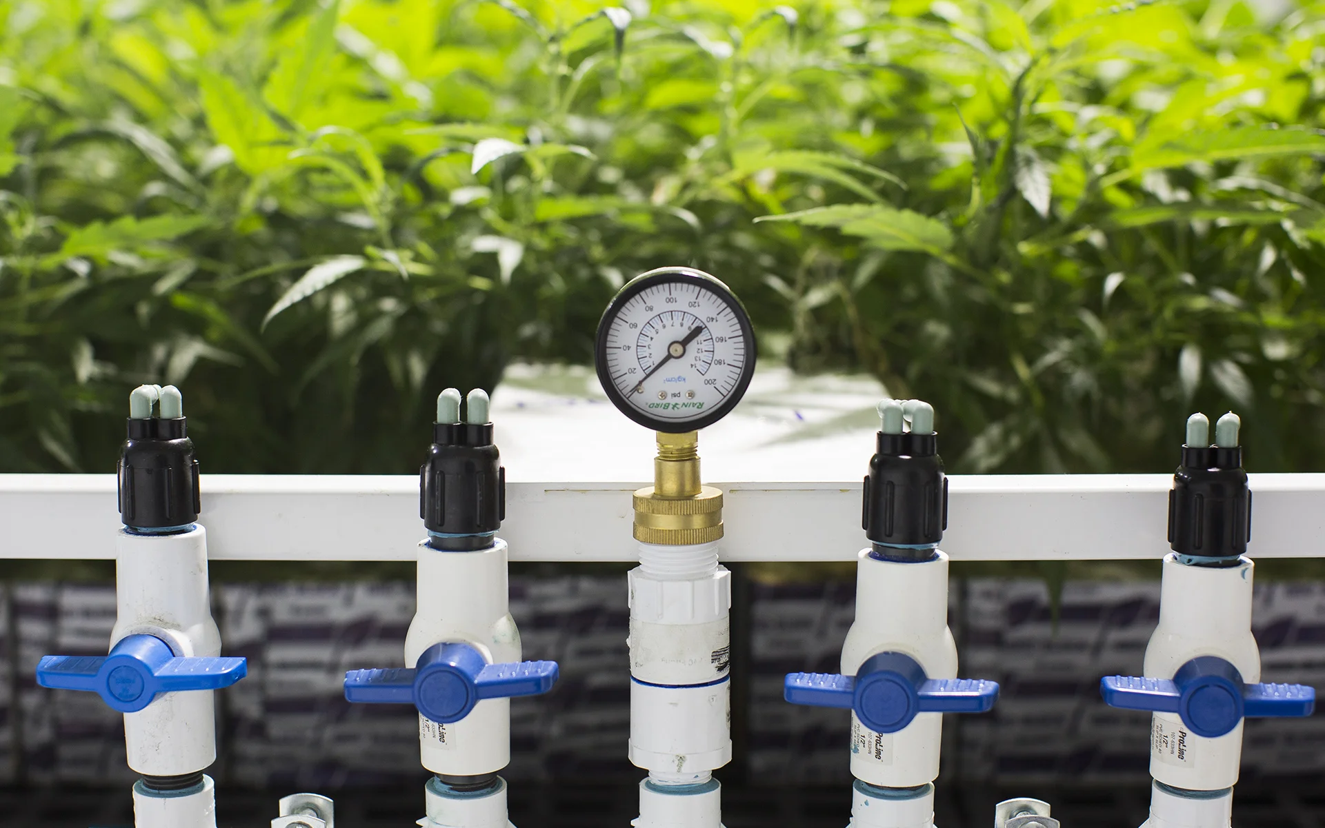 07-caliva-hydroponic-grow-11.jpg