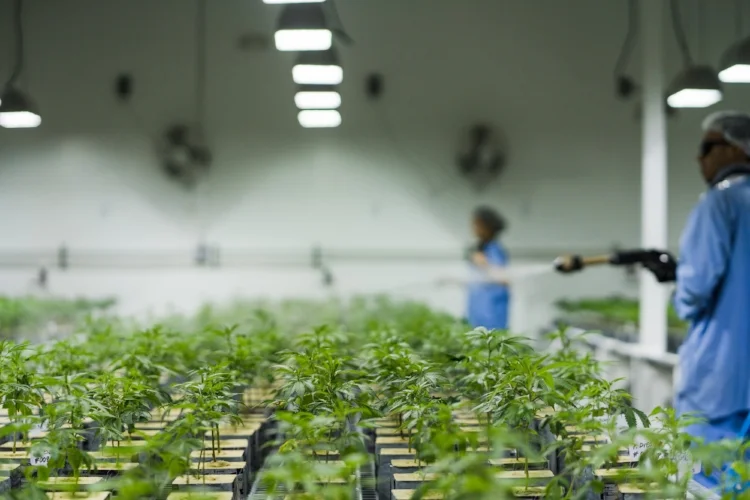 Caliva staff water rows of clones.