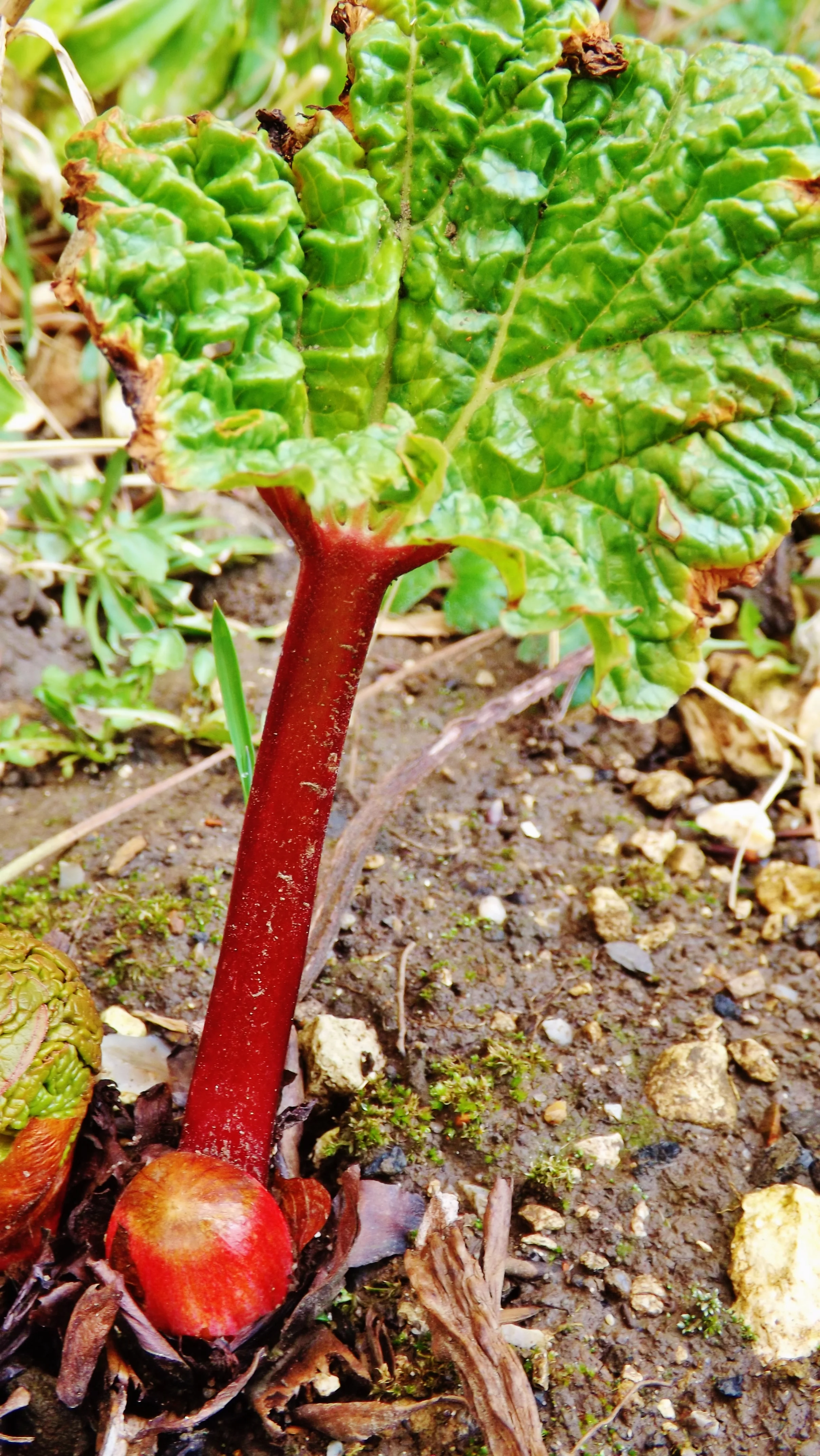 Rhubarb Pudding Recipe