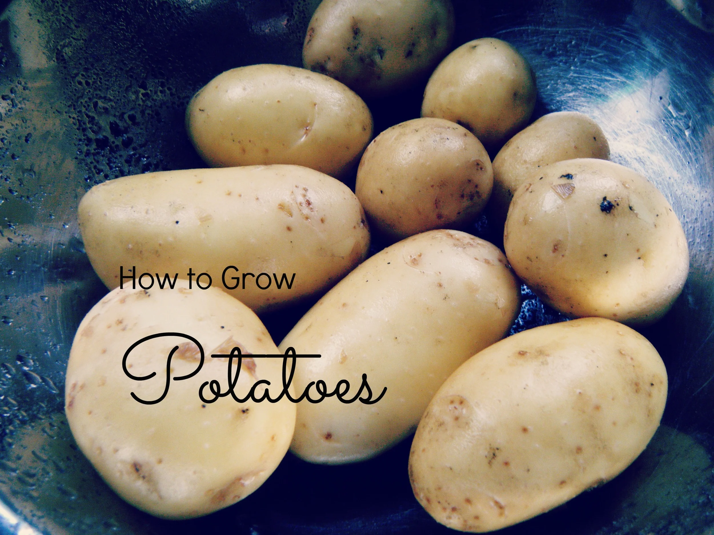 How to Grow Potatoes