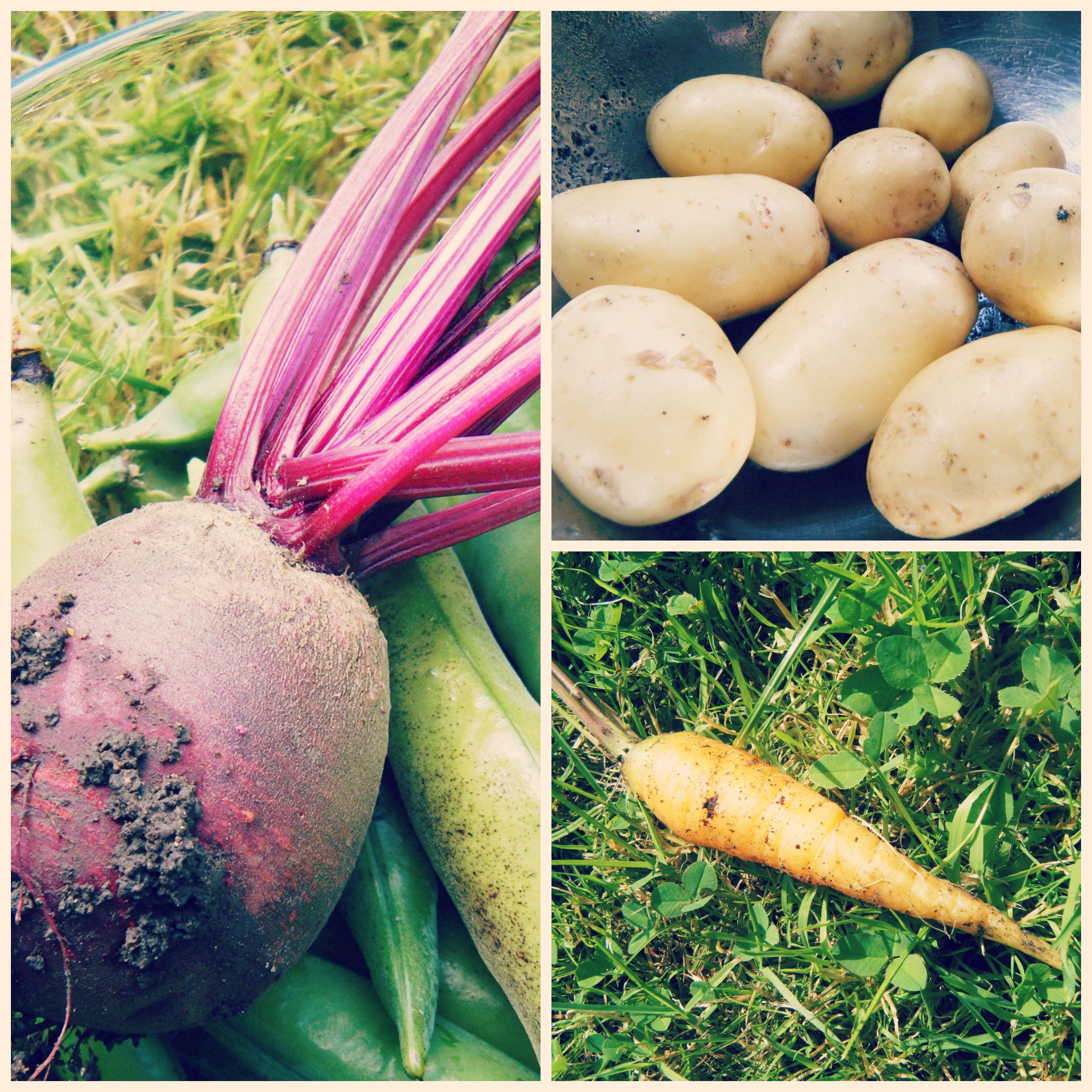 Eat Seasonably in July