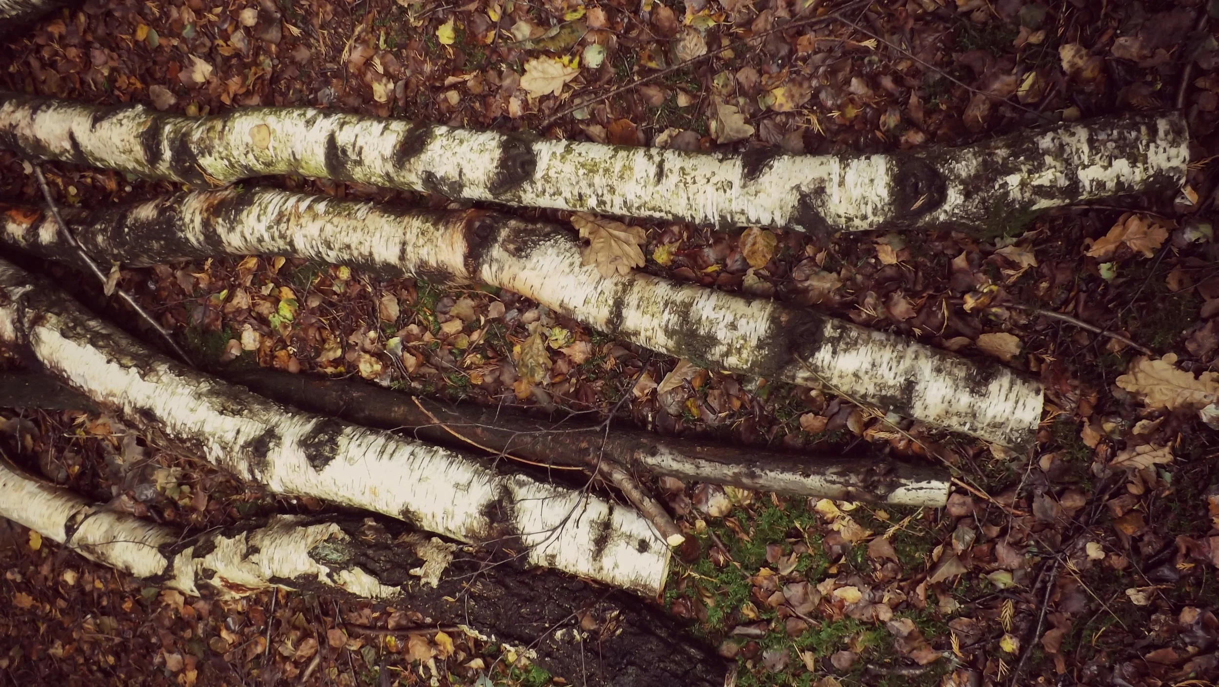 Wandering in the Woods