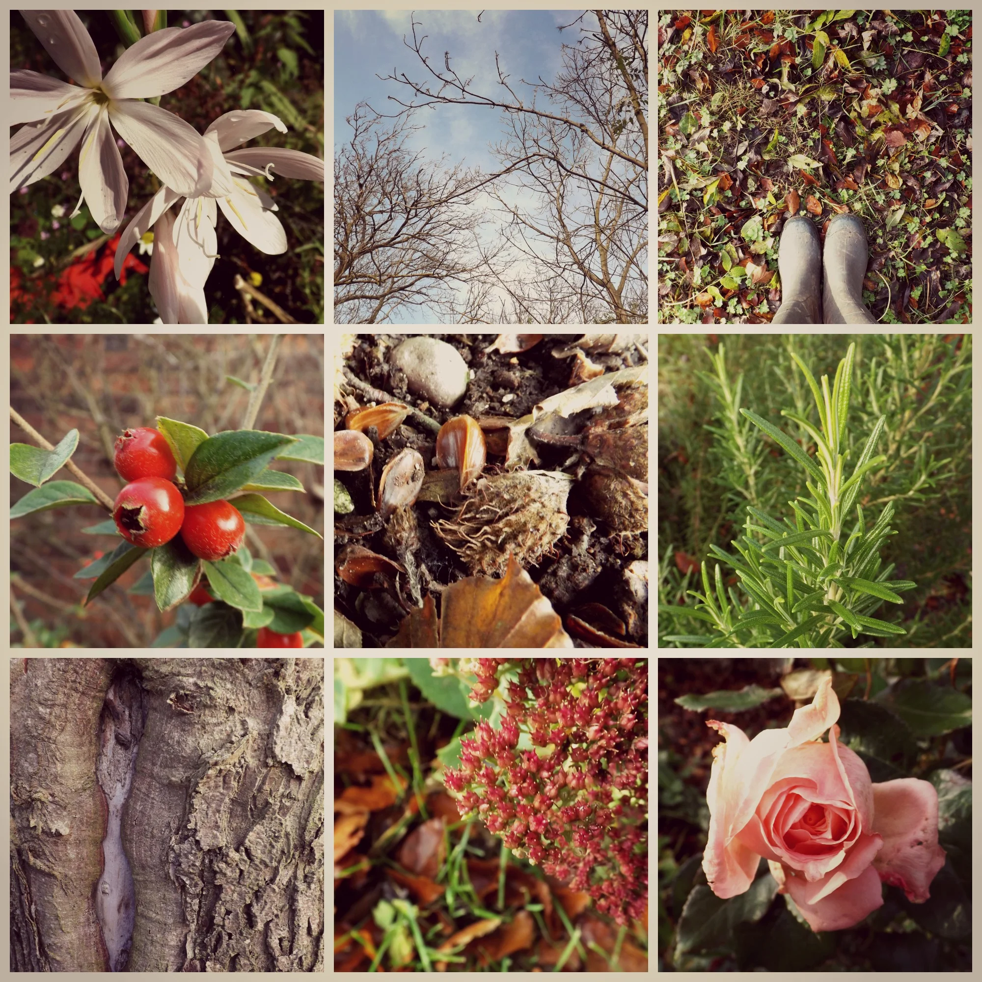 Autumn in the Garden