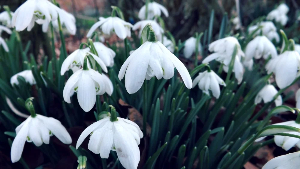 5 Acts of Kindness: February