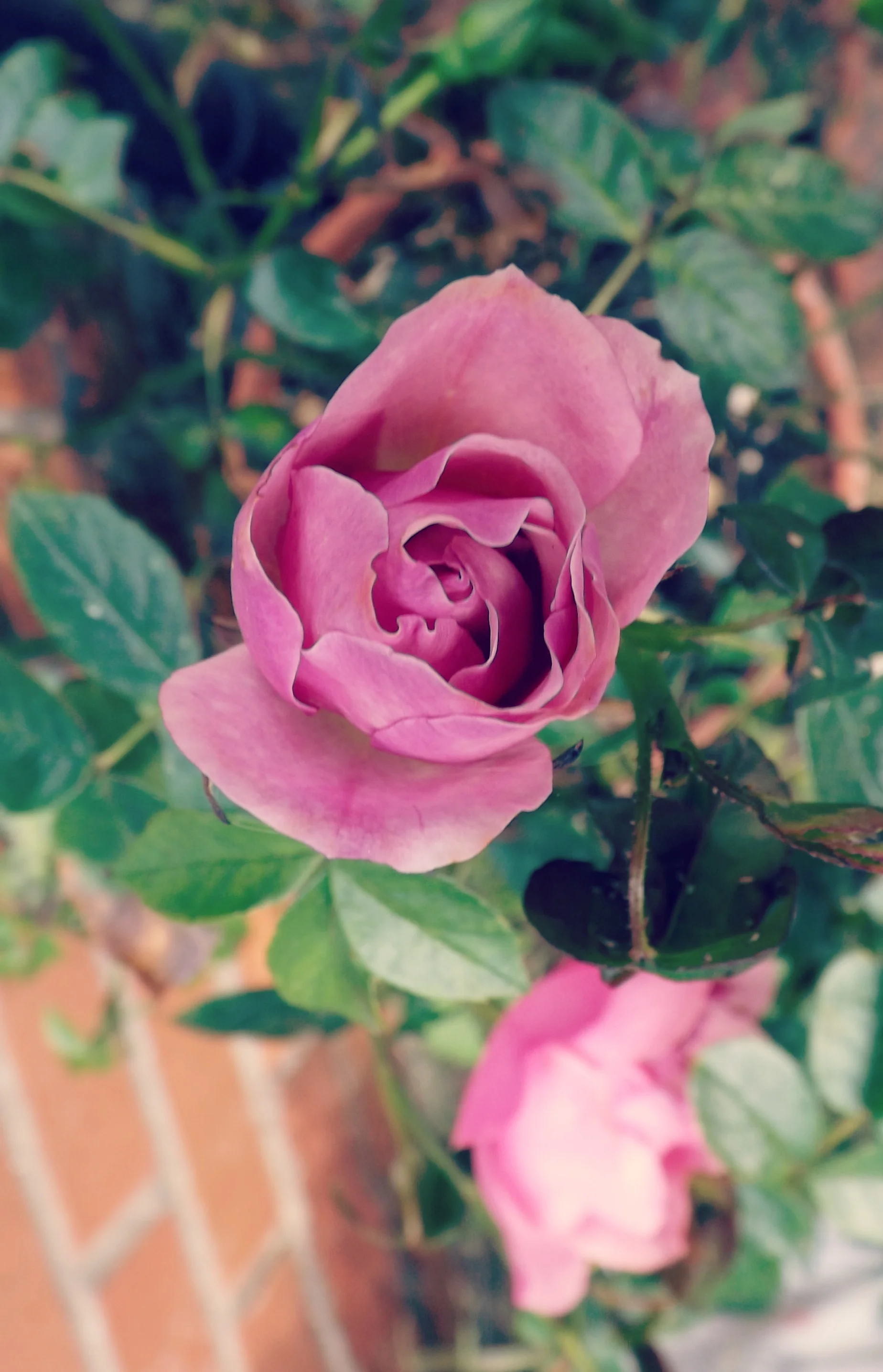 pink rose