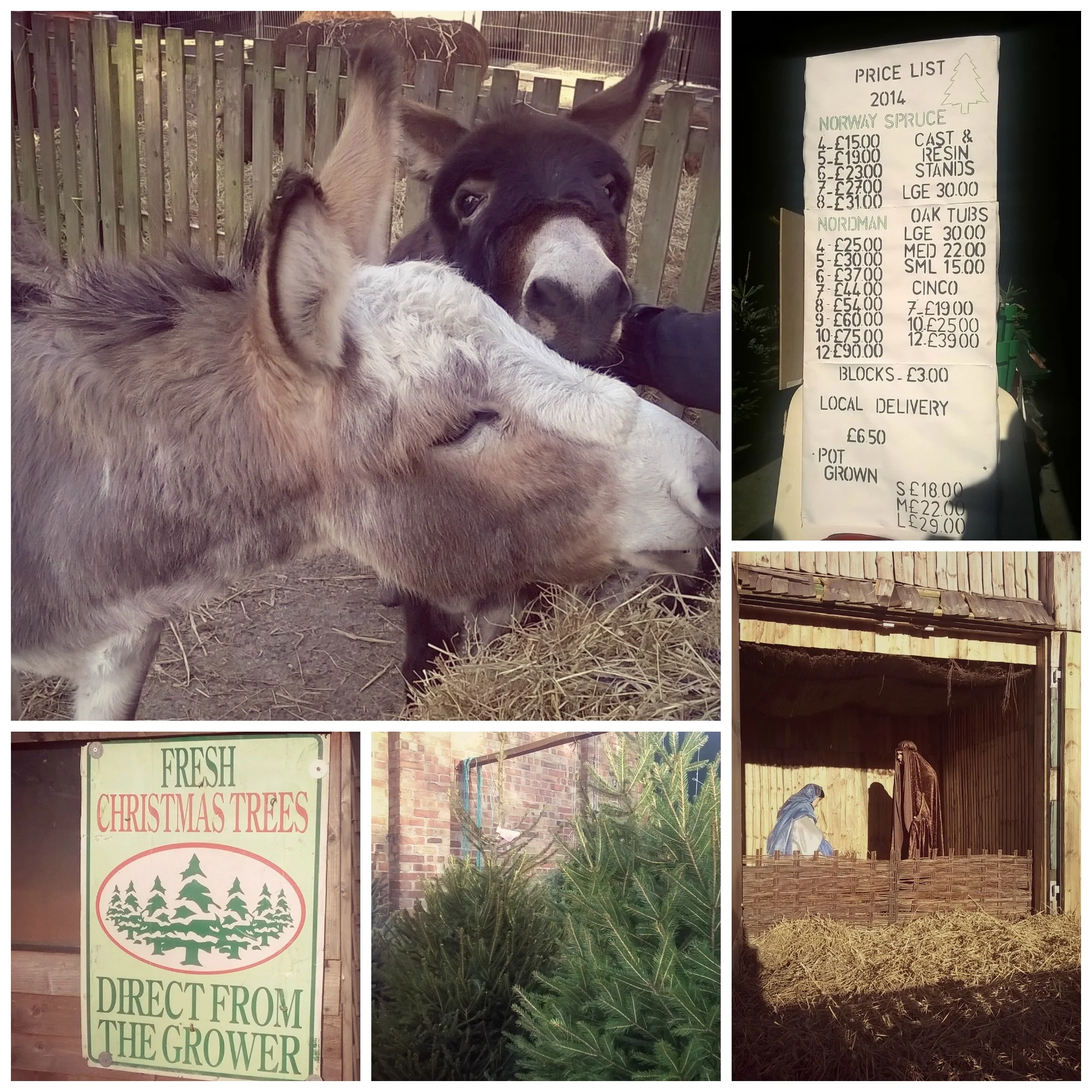Christmas-Tree-Farm-Creative-Countryside