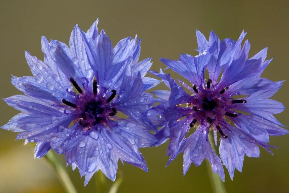 British Wild Flowers