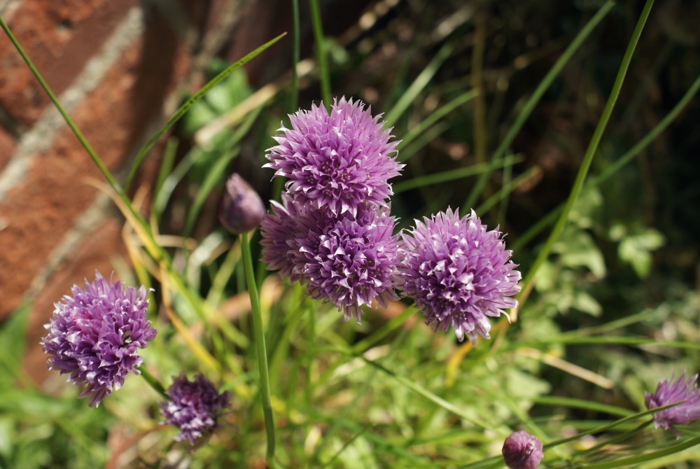 Essential Tools for Slow Living