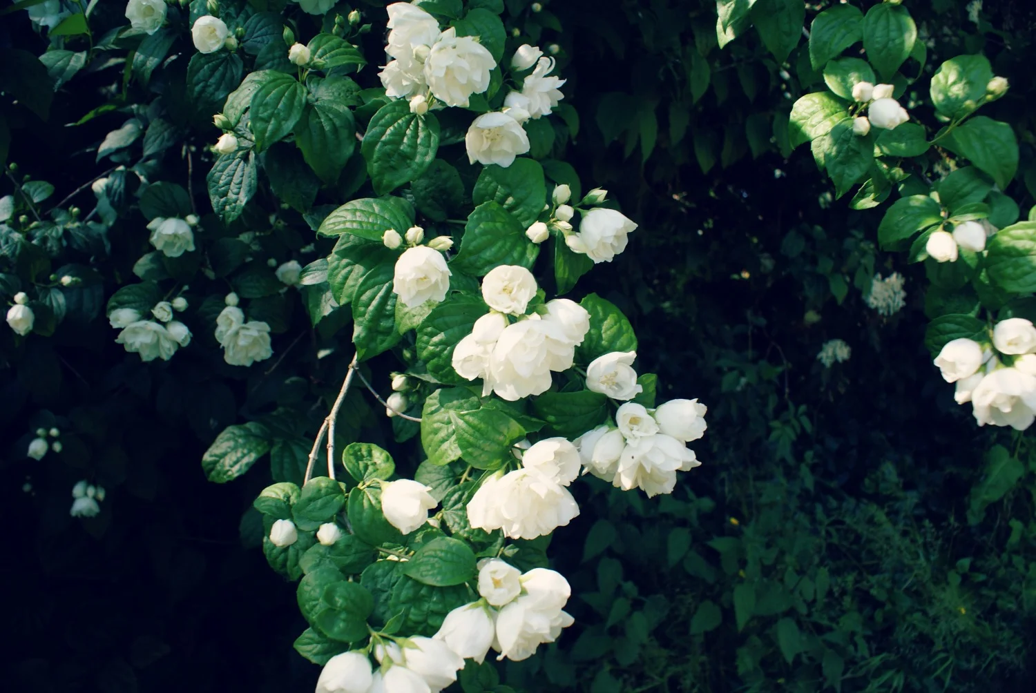 July