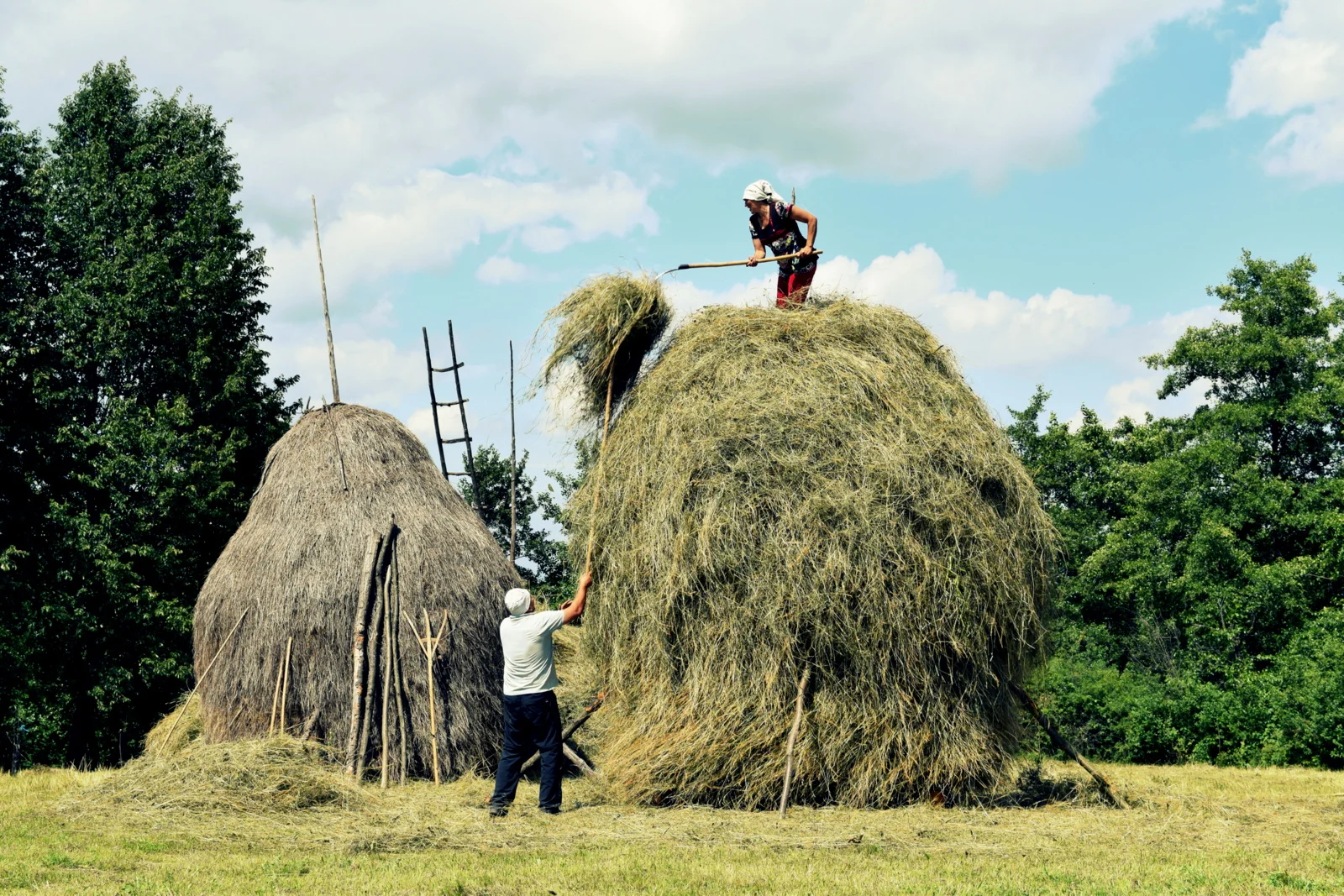 Harvesting Hay and Summer Fruit - A Season of Continuity 