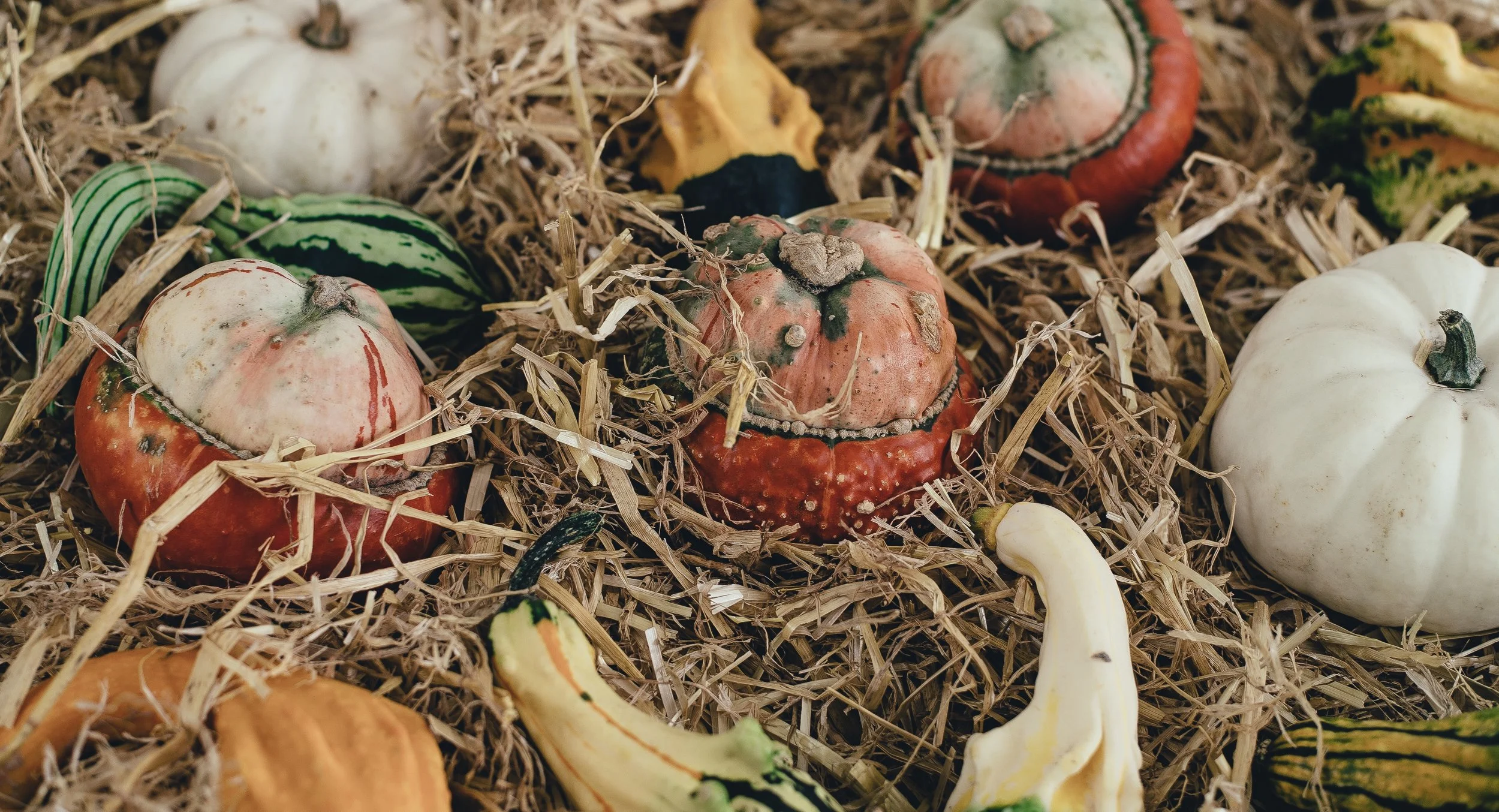 Pumpkins2.jpg