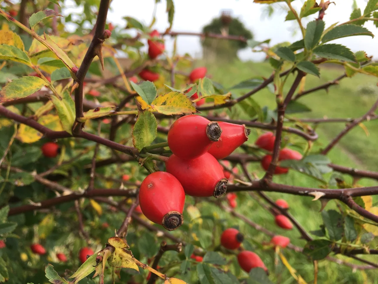 The Pattern of the Land