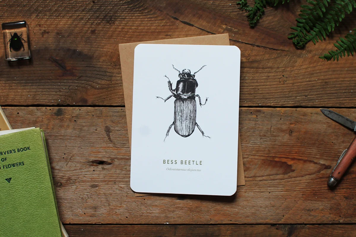 BessBeetle_large_web2.jpg