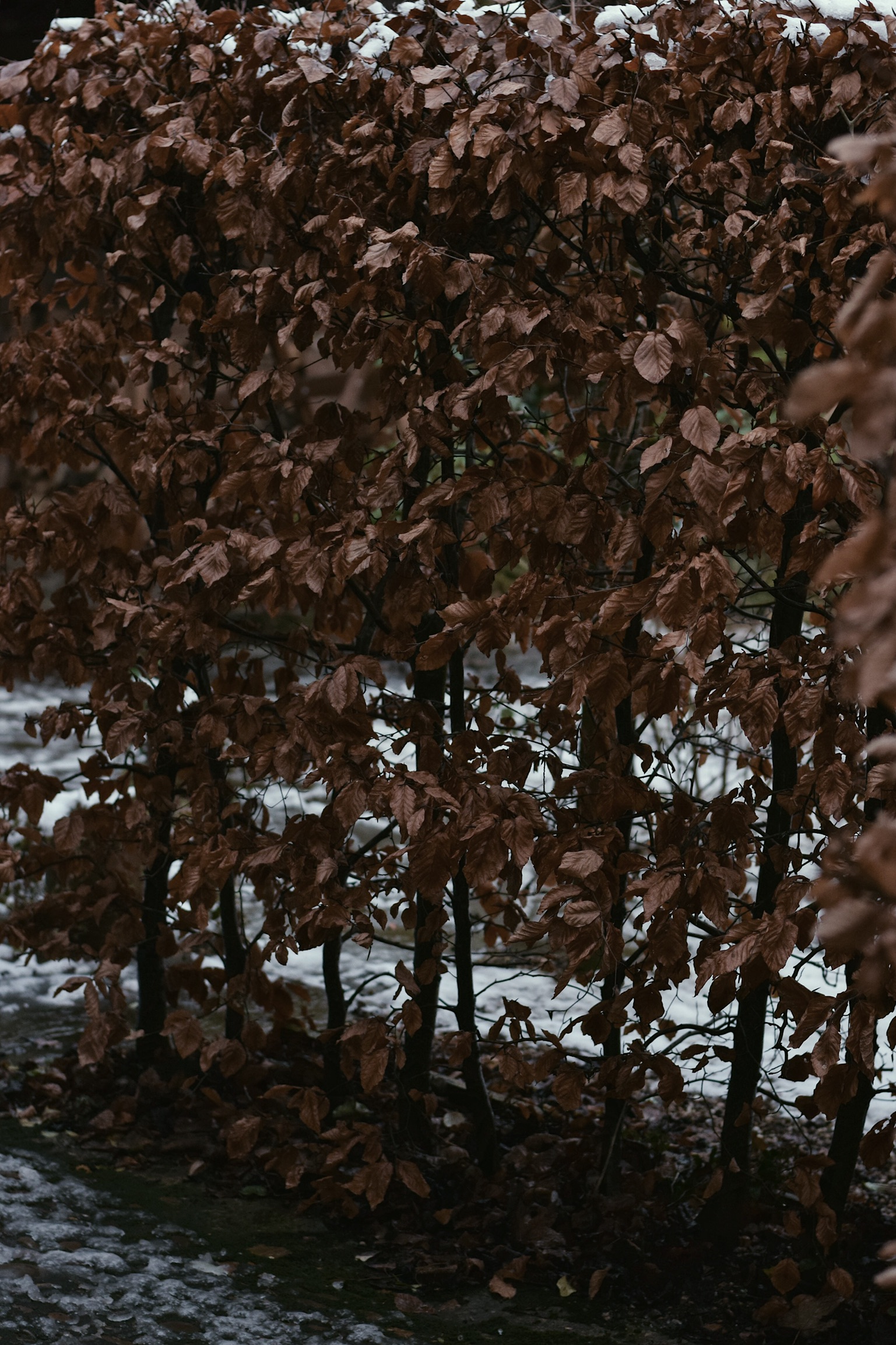 An internal wall of beech