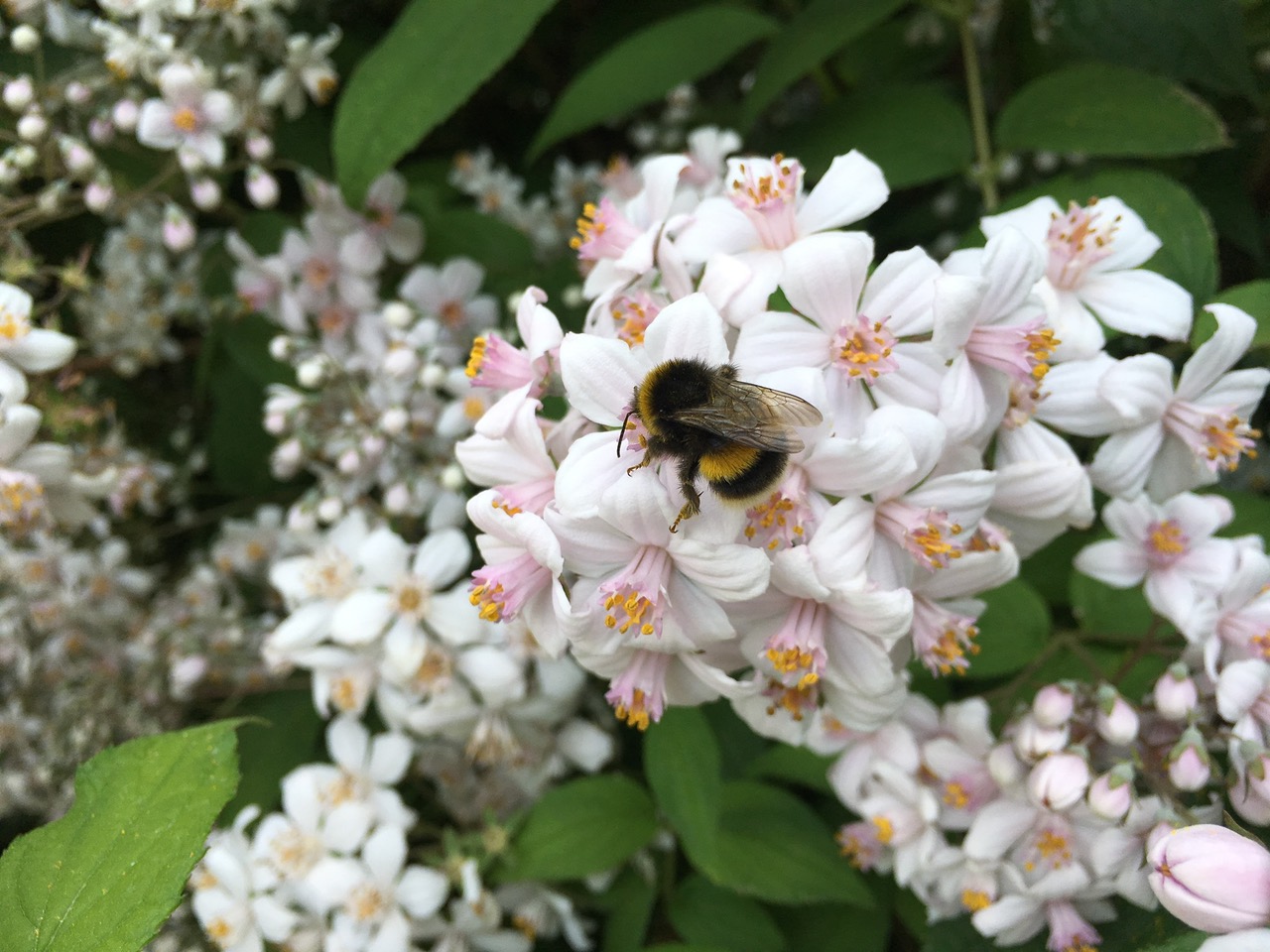 IMG_0572.jpeg