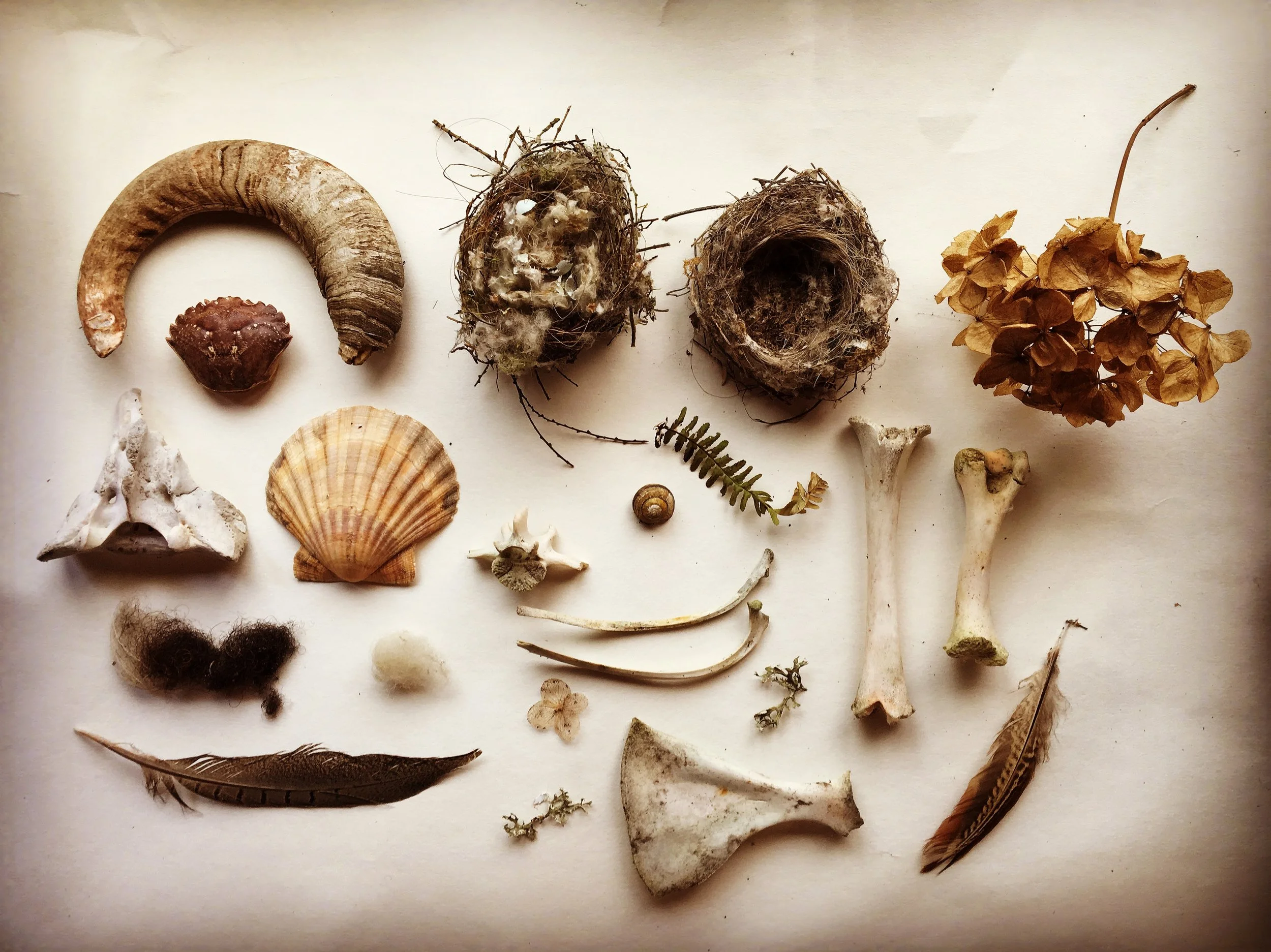 A Cabinet of Countryside Curiosities For All 