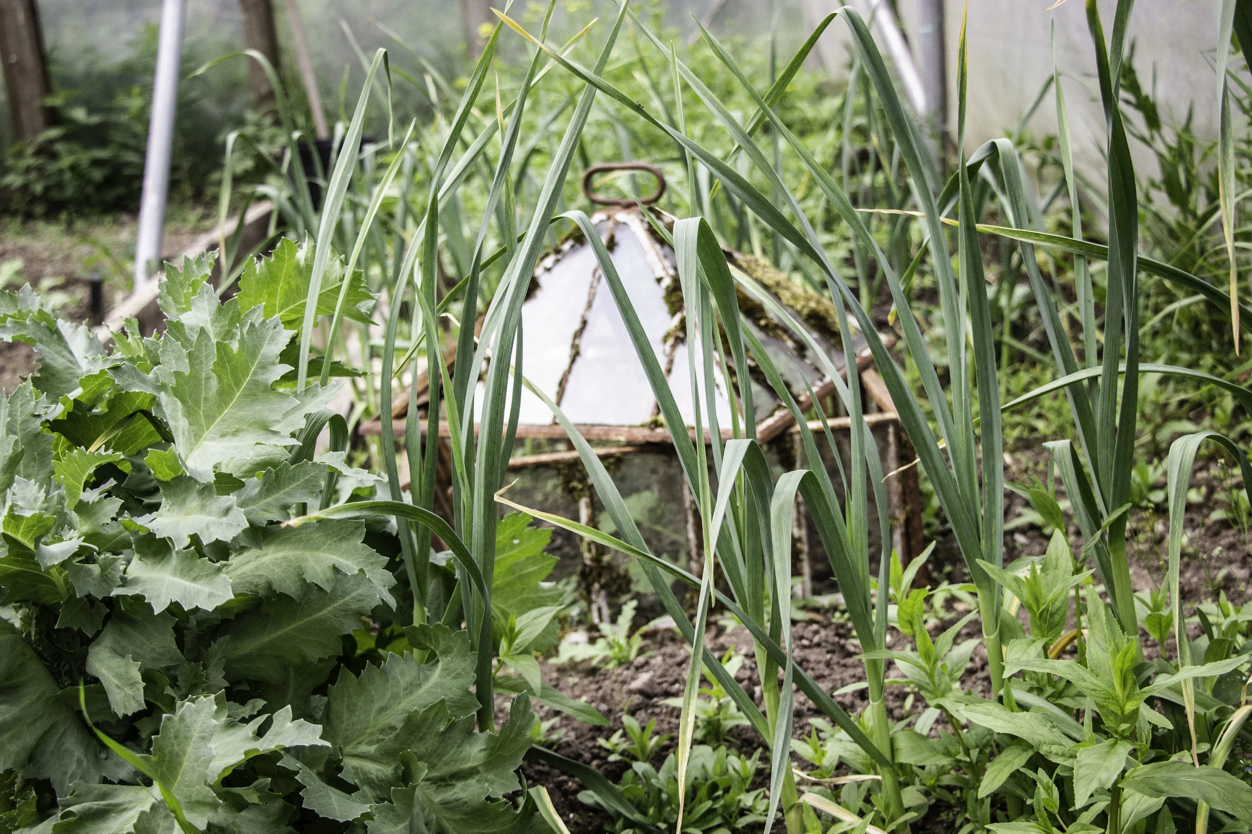 poly tunnel.jpg
