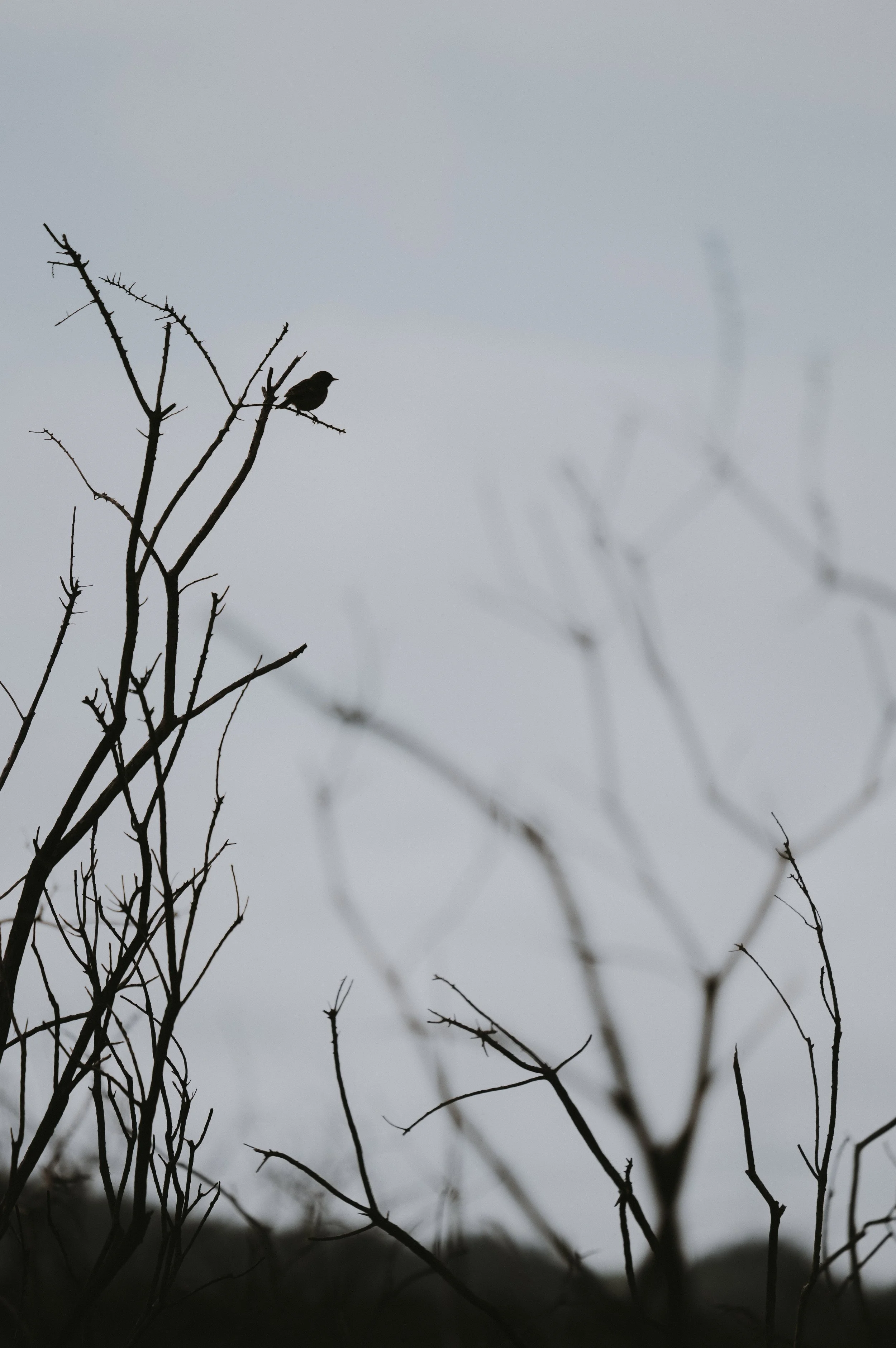 My Countryside: Jessica Townsend