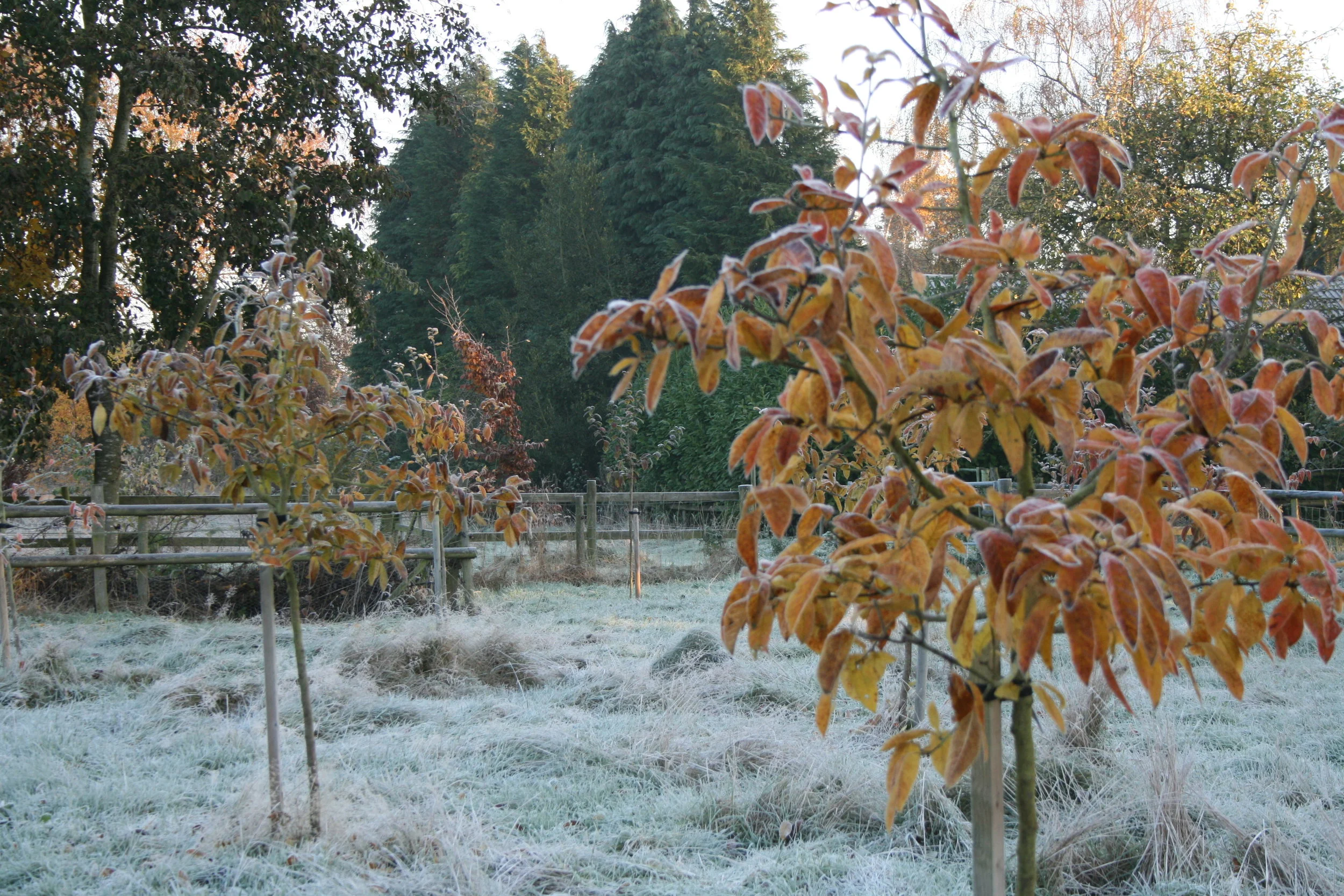 Reviving the Medlar, Our Forgotten Fruit