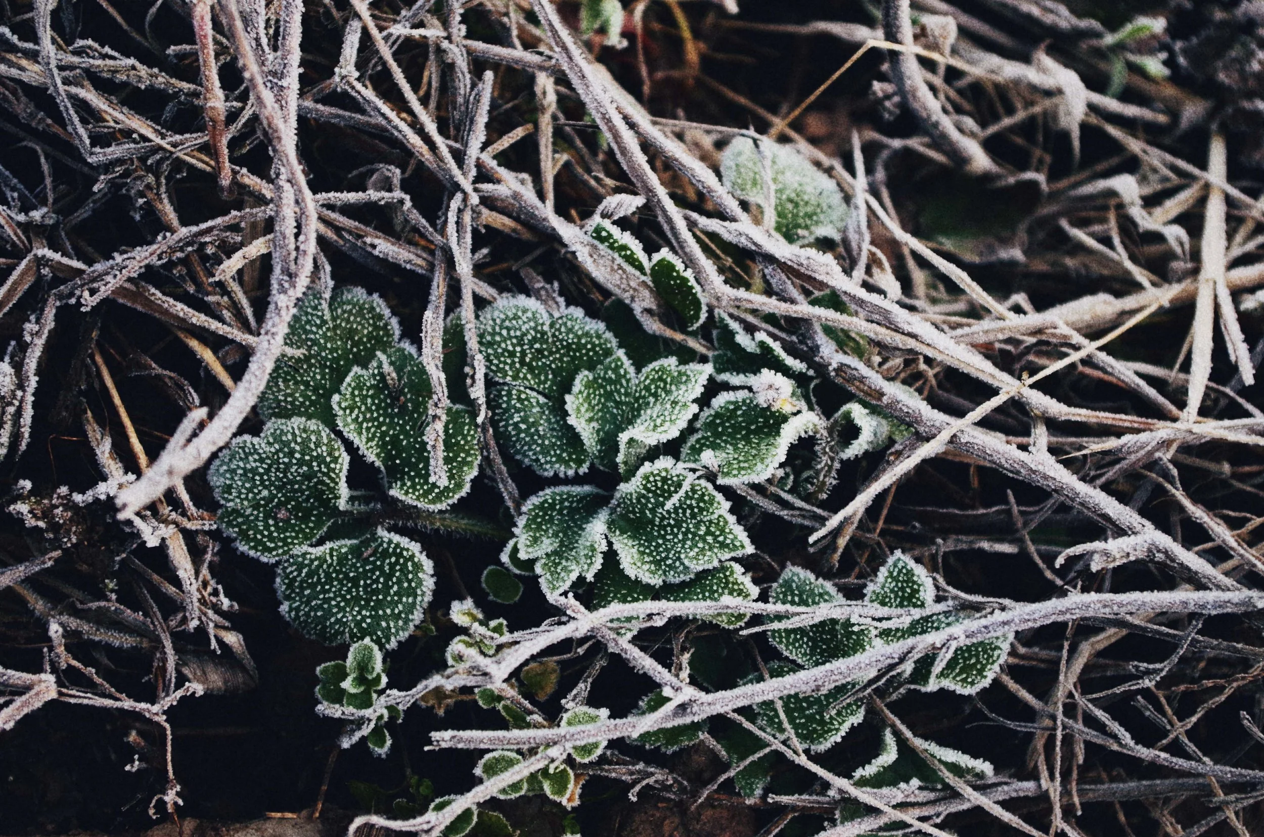 zailin-liu-111197-unsplash.jpg