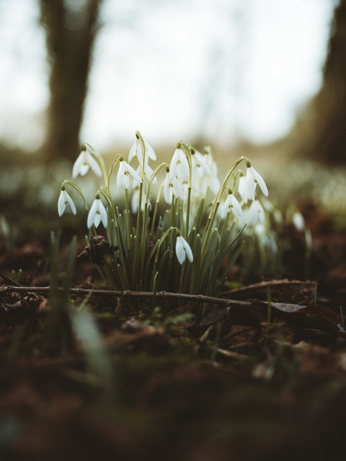 Image by Annie Spratt