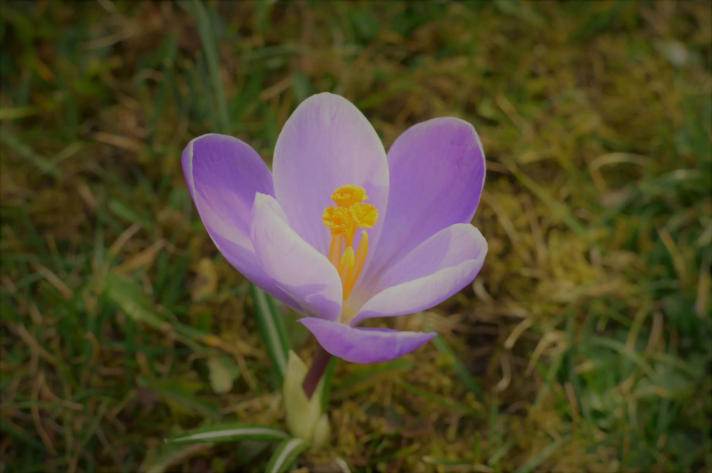 A Flash of Spring