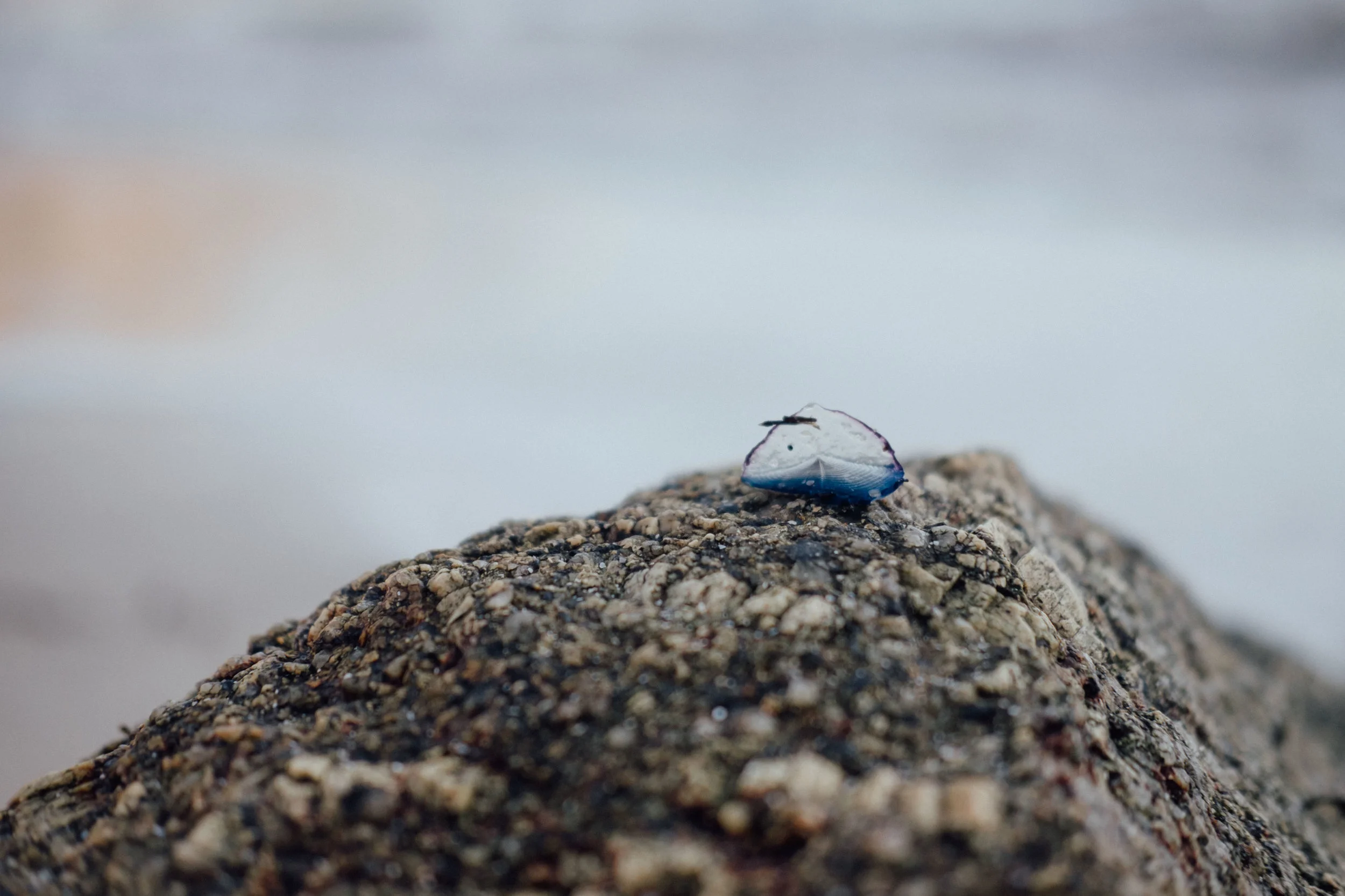 Salt & Sea Co.-85.jpg