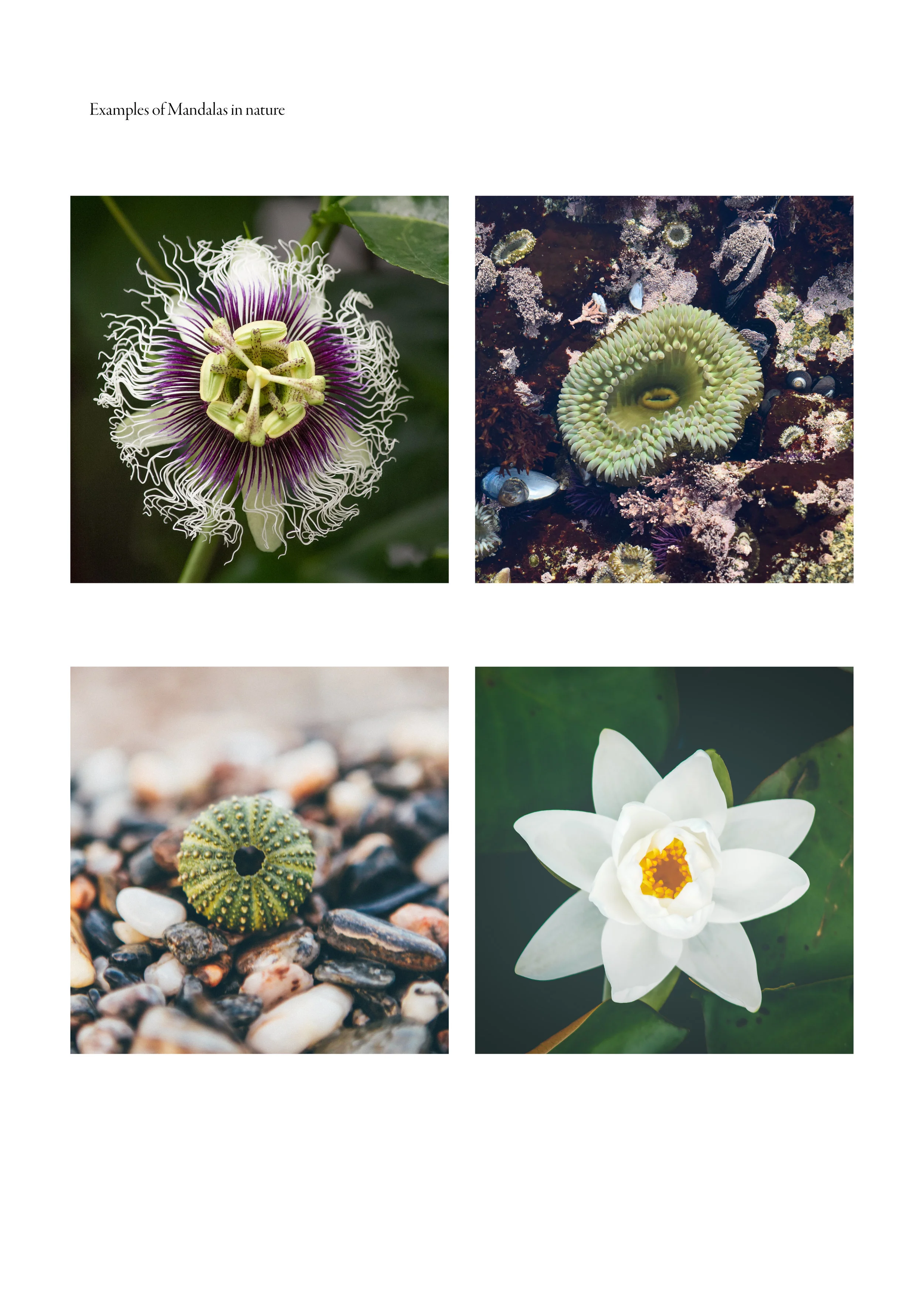 Creative Countryside Online Summer Retreat 2019 - Nature Mandala Class.jpg