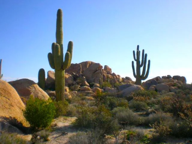 2 sajuaros and rocks Florence AZ.jpg