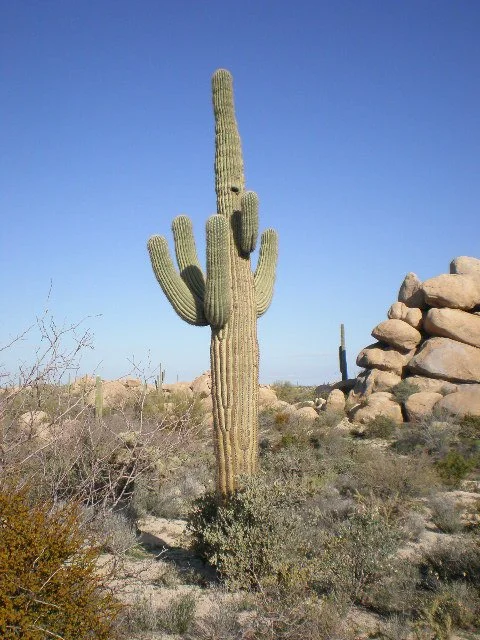 Sajuaro cactus and rocks Florence AZ.jpg