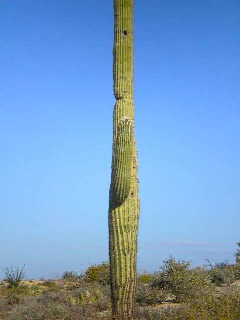 split screen sajuaro.jpg