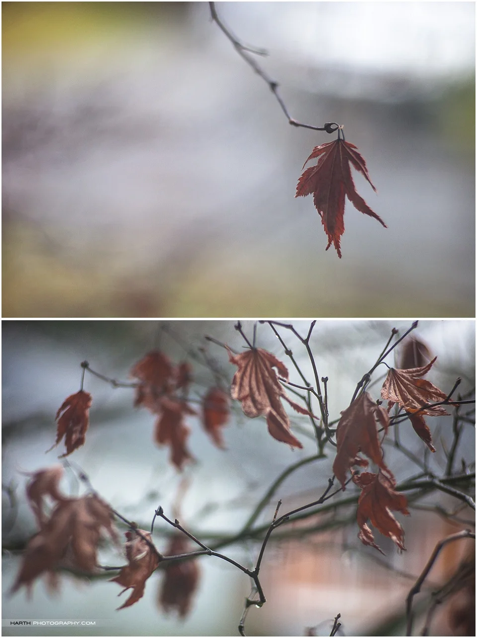 Tair 11A 135mm F2.8 Bokeh