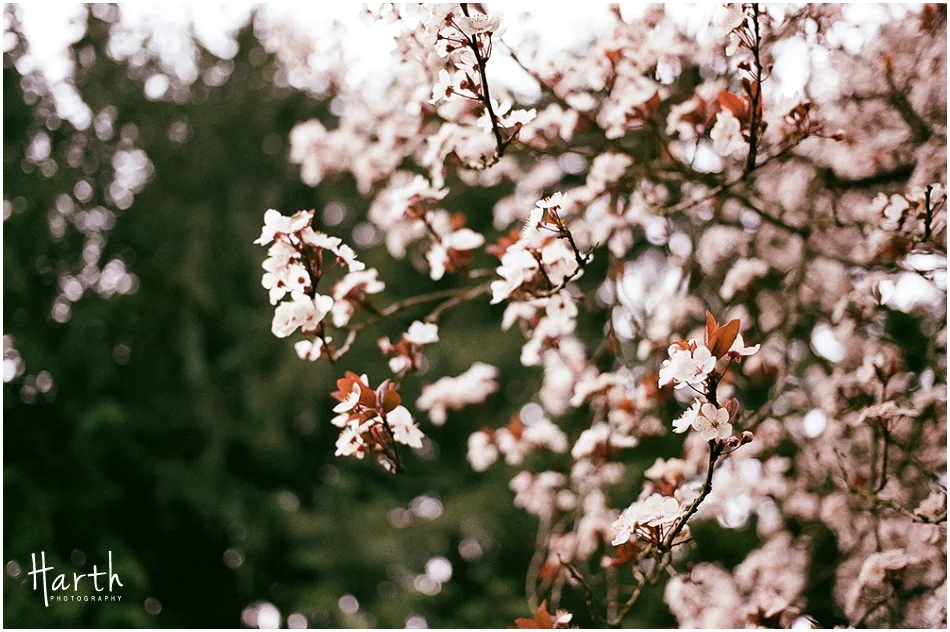 Cherry Blossoms