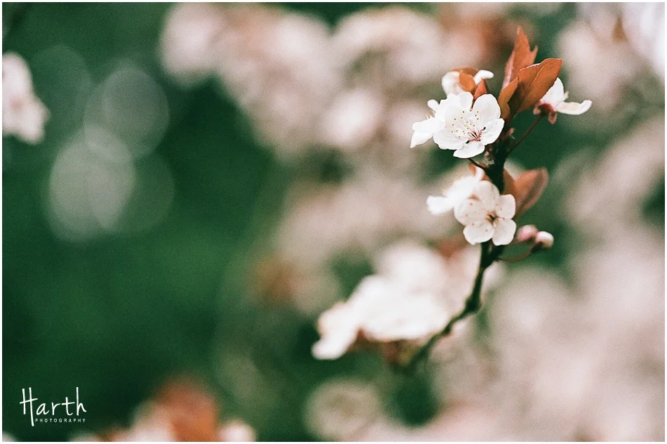 Cherry Blossoms