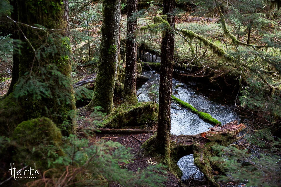 Barclay Lake Washington Trail
