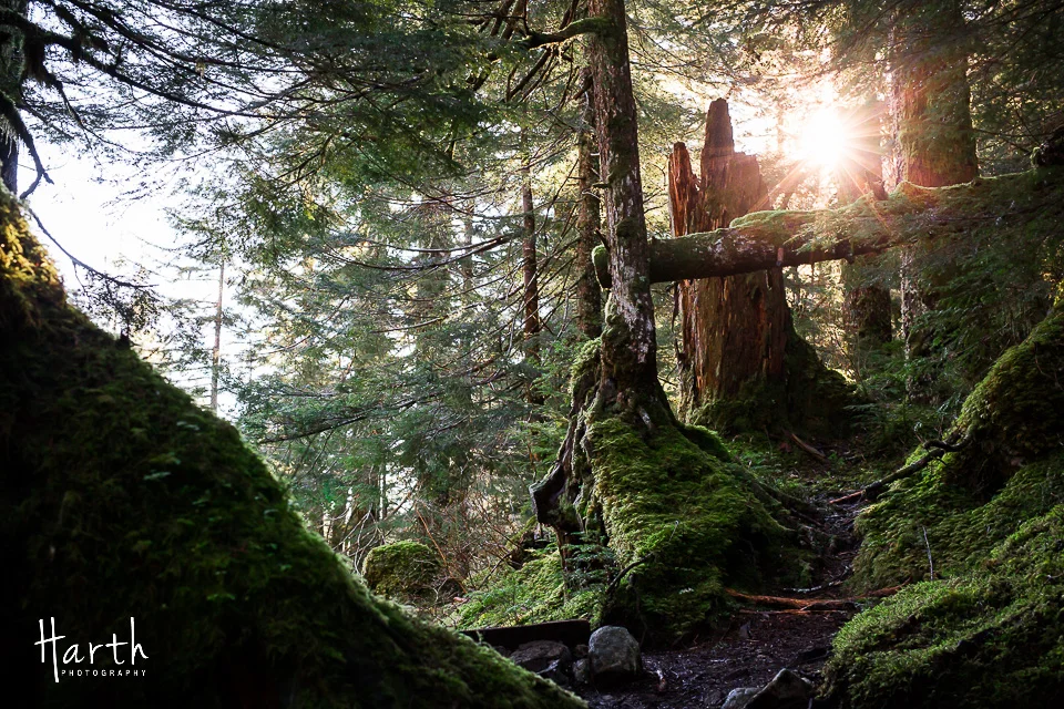 Barclay Lake Washington Trail
